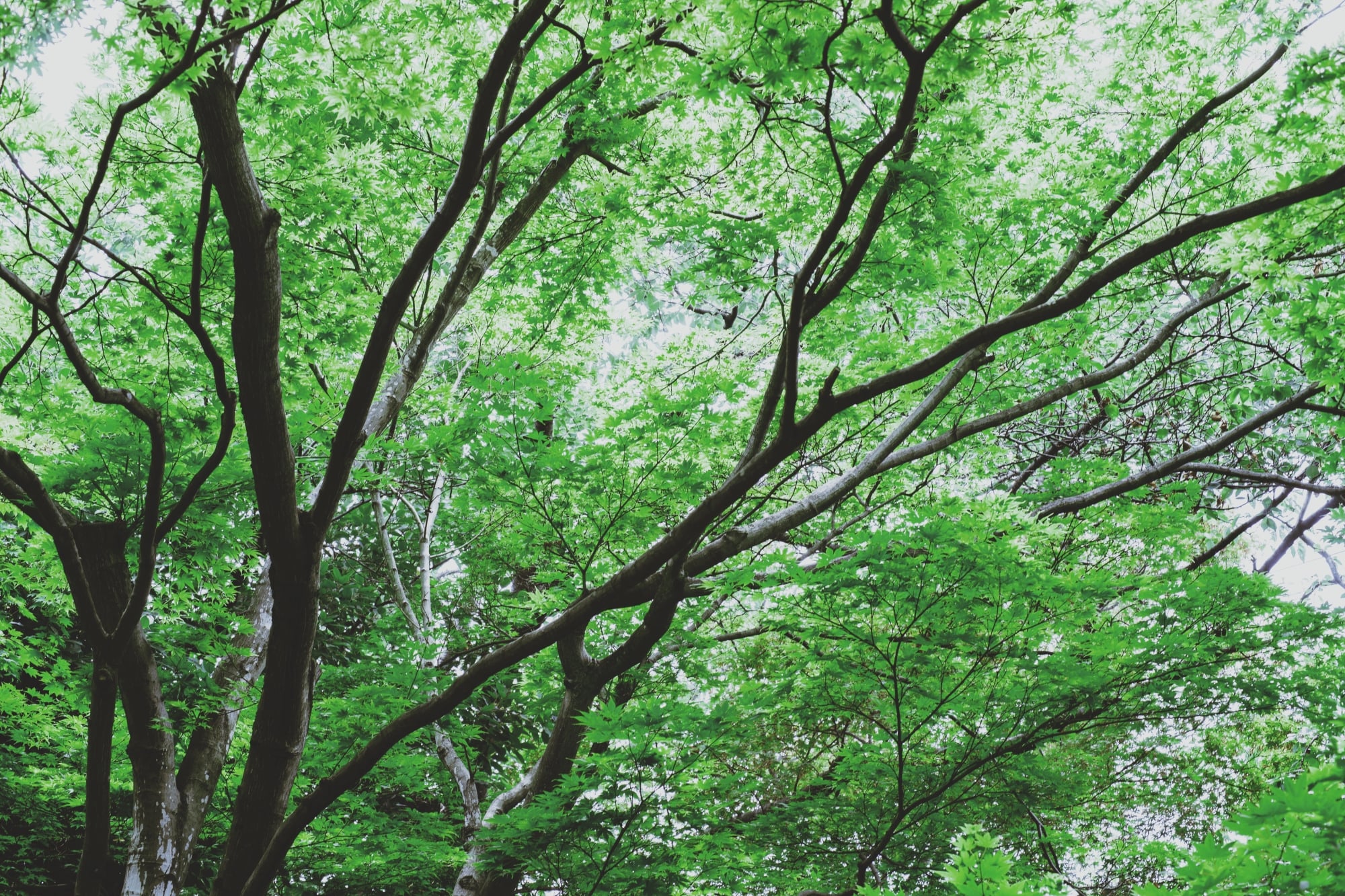 青々とした葉をつけた樹木